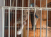 Pair Of Budgies for Sale