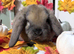 Mini lop and mini plush lop