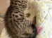 Last female kitten(bengal)