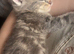 2 boy kittens