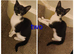 tuxedo kittens