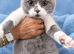 Top pedigree British shorthair kittens ready now
