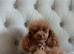 Toy Poodle puppies ready now, both parents KC, and health tested. Superb bloodlines.