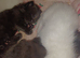 3 male maincoon kittens for sale
