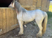 Cob Stallion (Stud Only)