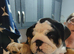 English Bulldog Pups (Price Reduced)