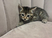 Lovely kittens ready for their forever home 14/06/25