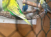 Yellow face oppaline male and female