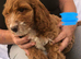 Beautiful cockerpoo puppies for sale