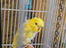 Two female Helicopter baby budgies