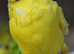 Budgies