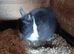 Netherland dwarf rabbits