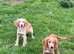 Golden Cocker Spaniels