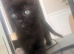 2 kittens looking for new homes