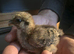 Partridge pekin bantam x silkie chicks