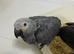 READY TO LEAVE Baby African grey Congo&rsquo;s