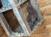 Pigeons for sale