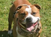 Staffordshire bull terrier