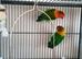 Fischer lovebirds