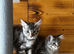 Maine Coon kittens last girl available