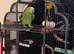 Baby tamed blue front Amazon talking parrot