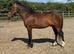 4 year old dartmoor gelding