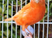 Stunning Canaries - Reds, Norwich, Lizards, Agate, Grey wing