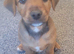 Patterdale, Lakeland, Jack Russell Cross