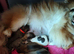 Beautiful Pomeranian Boys