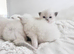 BLUE POINT RAGDOLL KITTENS!!