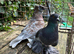 Trumpeters for sale