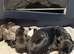 Staffie puppies for sale