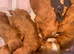 Cockapoo red puppies boy girls