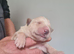 Chunky german shepherd puppies for sale