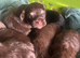 cockapoo x shitzu x 6 puppies