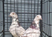 Tippler males