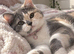 TICA Registered Rare Blue & Cream Tortie/White British Shorthair Girl