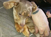 Mini dachshund x chihuahuas