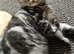 British shorthair kittens