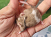 Mix colors mice