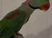 Alexandrine Parrot for sale