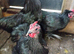 Pair of Austrolop Bantam