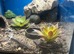 Baby dwarf sungazer lizards