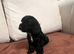 F1 cavapoo puppies