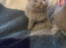 British shorthair Kittens