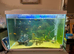 Goldfish assortment with tank