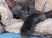 Kittens for sale