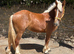 Stunning 14.3 chestnut gelding , supersafe 3 1/2 yr old