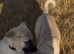 Kangal pup’s