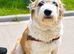 LILLY - Adorable scruffy girl for adoption